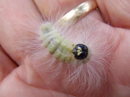 The Laugher caterpillar (Charadra deridens)