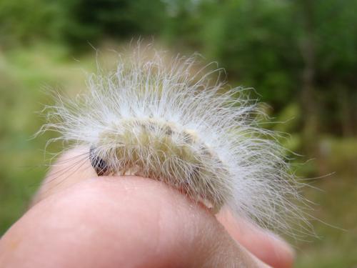 The Laugher caterpillar (Charadra deridens) in August on Islesboro Island in Maine