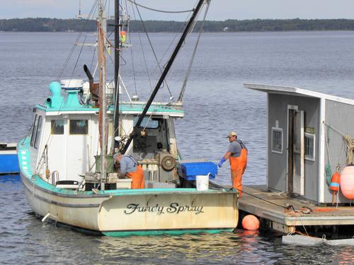 lobstermen unloading their catch at Lincolnville in Maine