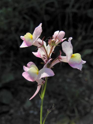 Moroccan Toadflax