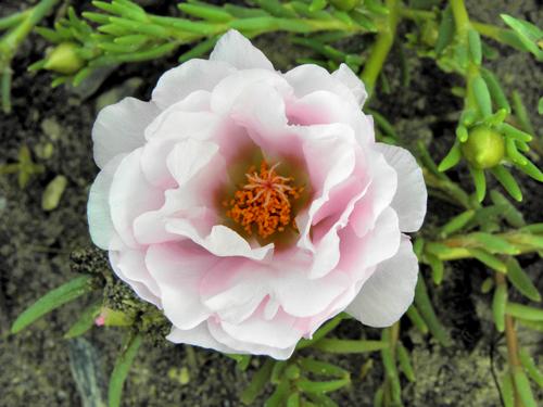 Moss Rose (Portulaca grandiflora)
