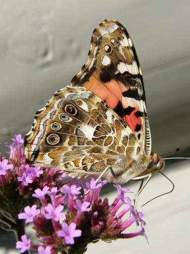 Painted Lady (Vanessa carduii) in August on Islesboro Island in Maine