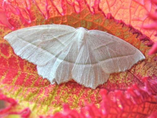 Pale Beauty moth on a Common Coleus leaf
