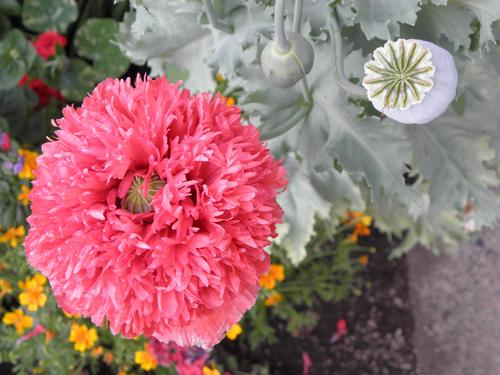 Opium Poppy (Papaver somniferum 'Peony Flowered')