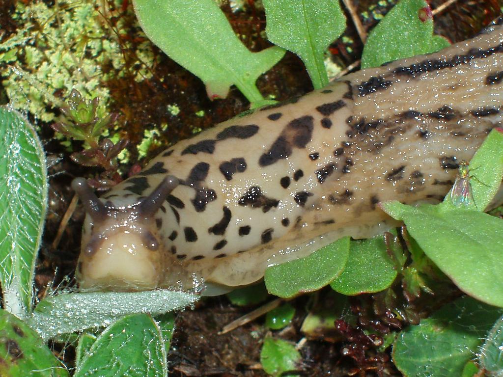 Leopard Slug (Limax maximus) in August on Islesboro Island in Maine