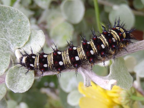 American Lady (Vanessa virginiensis) caterpillar in August on Islesboro Island in Maine
