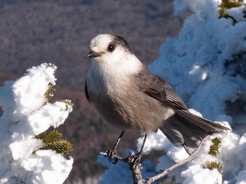Gray Jay on the summit of Mount Jackson in New Hampshire