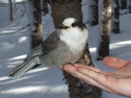 Gray Jay in hand on the trail to Mount Jackson in New Hampshire