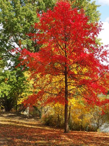 colorful trees in October beside Jamaica Pond near Boston, Massachusetts
