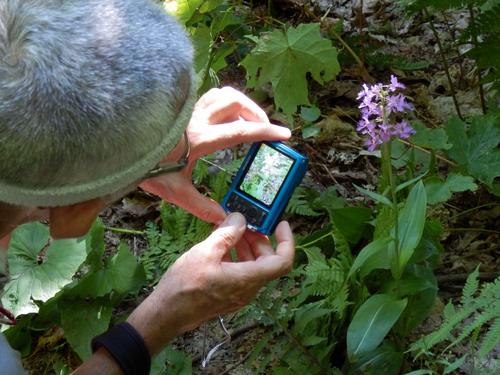 hiker photographing a trailside Orchis on the Long Trail to Jay Peak in Vermont