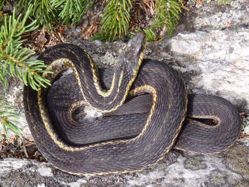 Garter Snake on Jeffers Mountain in New Hampshire