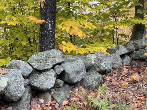 stone wall in October at Jewell Hill in northeast Massachusetts
