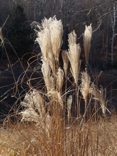 tufts of water reeds in November at the start of a hike to Joe English Hill in southern New Hampshire