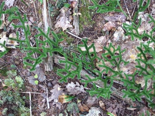Running Ground-Pine (Lycopodium clavatum) at Pillsbury State Park in New Hampshire