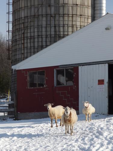 sheep at Joppa Hill Farm in New Hampshire