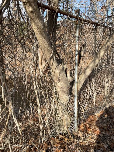 tree growing into a fence in January at Joyce Park in Nashua NH