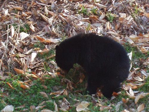 Black Bear cub on the shoulder of the Kancamagus Highway in New Hampshire