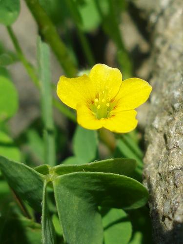 Yellow Wood Sorrel flower