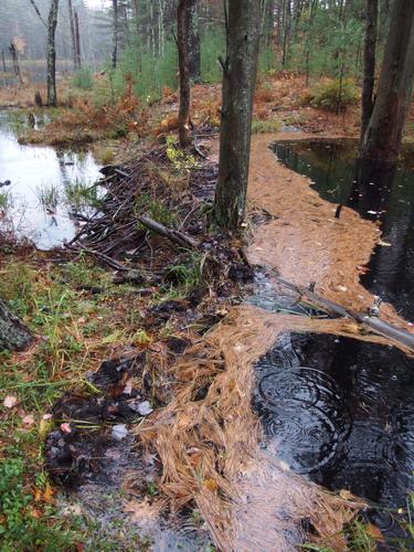 small beaver dam in October near Kennard Hill in southeastern New Hampshire