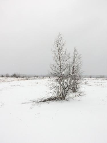 sparse landscape in March at Kennebunk Plains Wildlife Management Area in southern Maine