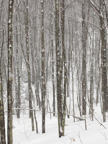 young woods in March at Kennebunk Plains Wildlife Management Area in southern Maine
