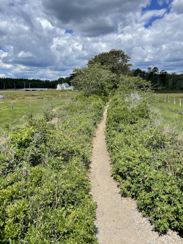 path in June at Kennebunk Bridle Path in southern Maine