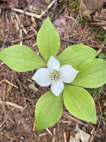 Bunchberry (Cornus canadensis) in June at Kettle Pond and Spice Mountain in northern VT