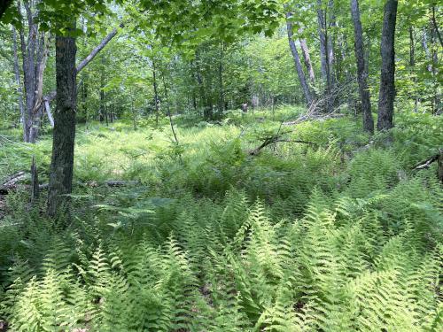 fern field in June at Kettle Pond and Spice Mountain in northern VT