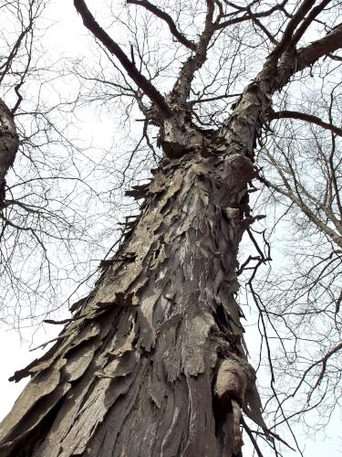 Shagbark Hickory (Carya ovata) at Keyes Parker Conservation Areas in Pepperell MA