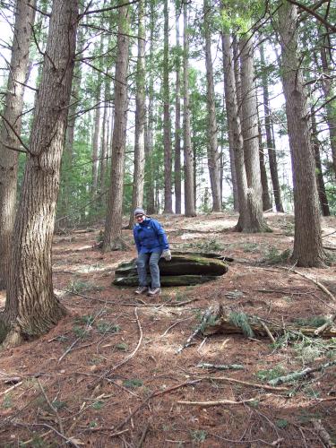 Eastern Hemlock grove at Keyes Parker Conservation Areas in Pepperell MA