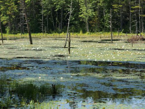 Fragrant Water-lilies (Nymphaea odorata) at Kimball Pond near Dunbarton, New Hampshire