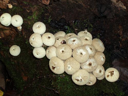 Gem-studded Puffball mushroom