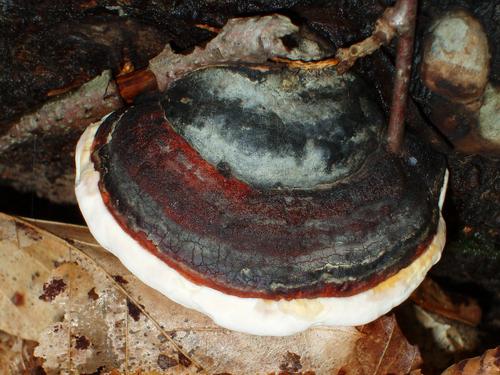 Red-banded Polypore mushroom