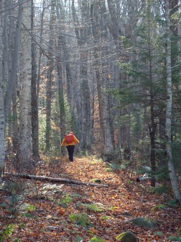 Chuck heads up into the woods on a bushwhack to Mount Kineo East in New Hampshire