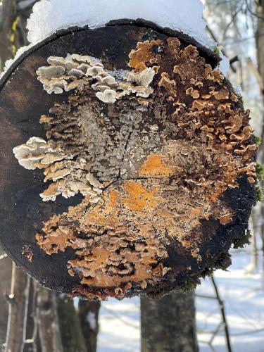 tree-stump mushrooms in December at Kingman Farm near Durham in southeast New Hampshire