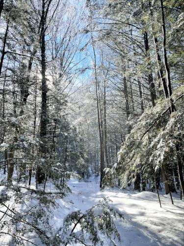 sunshine behind snowy trees in December at Kingman Farm near Durham in southeast New Hampshire