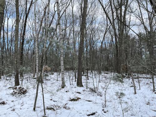 summit woods in January on Kissacook Hill in northeast MA