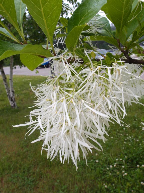 White Fringe Tree (Chionanthus virginicus) blooming in May at Nashua, New Hampshire