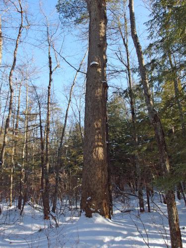 famous Black Gum Tree in December at Kuncanowet Town Forest near Dunbarton, New Hampshire