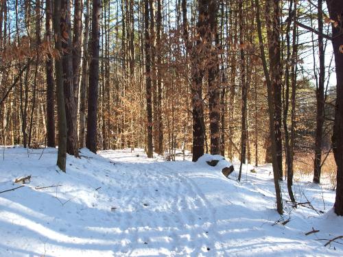 trail in December at Kuncanowet Town Forest near Dunbarton, New Hampshire