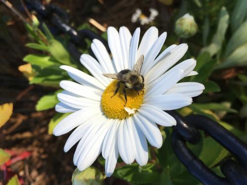 a daisy bee in October at Newmarket in southeastern New Hampshire