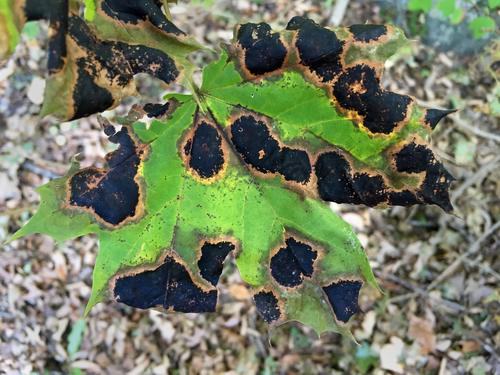 Maple Tree Tar Spot (Rhytisma acerinum) in October on the Lamprey River Tour in southeastern New Hampshire