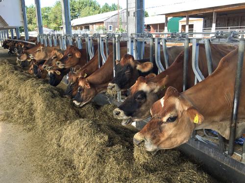 cows at the UNH Organic Dairy Research Farm on the Lamprey River Tour in southeastern New Hampshire