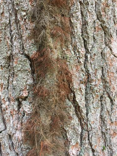 poison ivy stem on a pine tree trunk at Doe Farm in southeastern New Hampshire