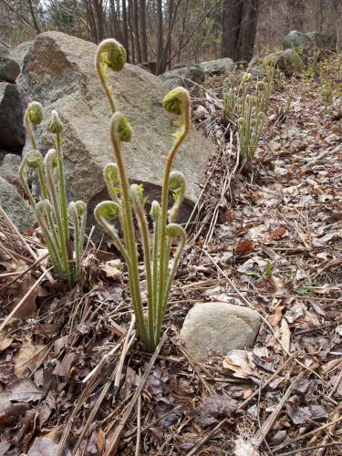 ferns in their fiddlehead stage in May at Lamson Farm in southern New Hampshire
