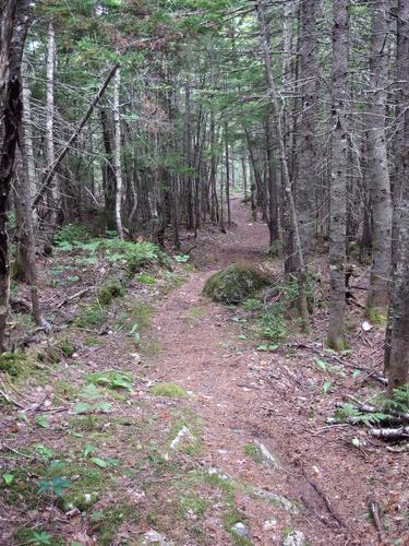 trail to Mount Langdon in New Hampshire