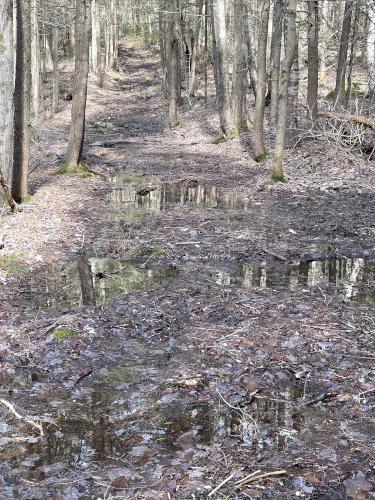 muddy trail in April at Langenau Forest in New Hampshire