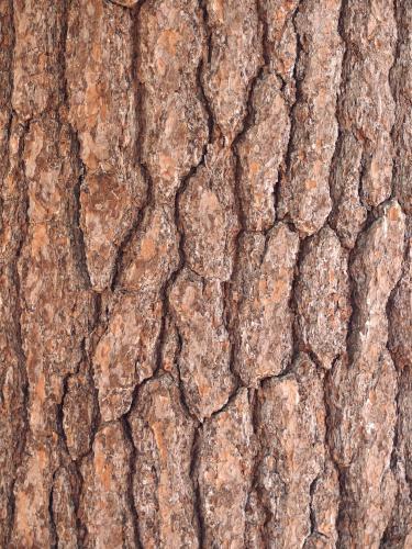 artistic bark of a large White Pine at Mt. Lebanon Property in Pepperell, MA