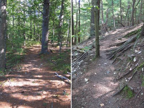 hiking trails at Lee Town Forest in southeastern New Hampshire