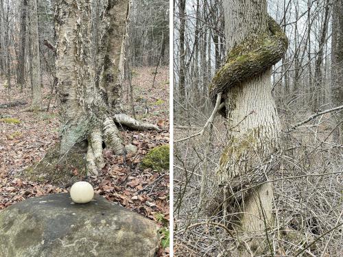 weird stuff in January at Leffingwell Hill in New Hampshire